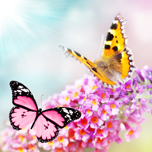 Butterfly Flower Perfume Oil Fragrance Roll On