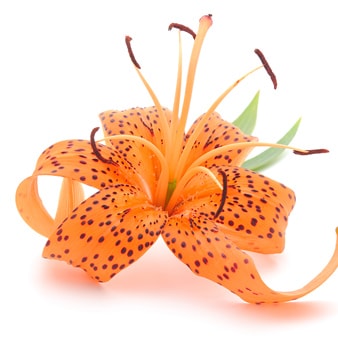 Tiger Lily Car Scent Diffuser