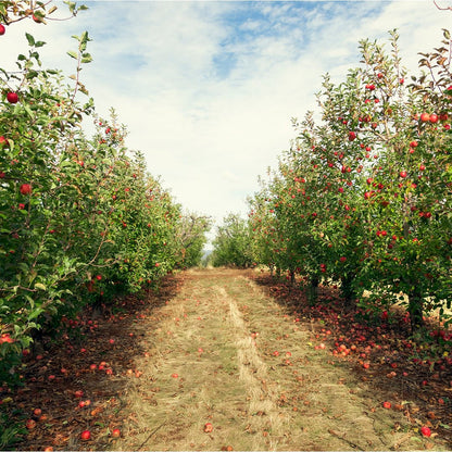 Apple Orchard Perfume Oil Fragrance Roll On